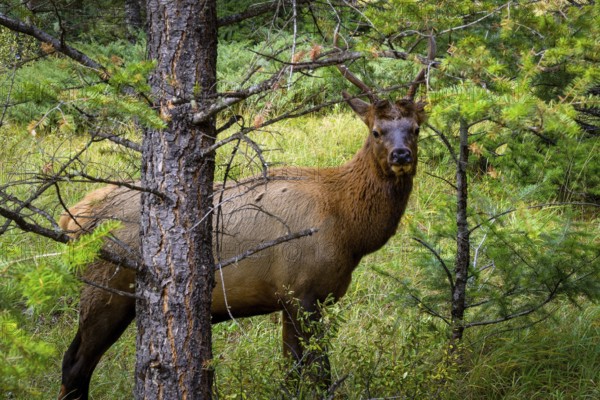 Wapiti in Beautiful autumn landscape scene in mountain in background in Jasper National Park west Canada