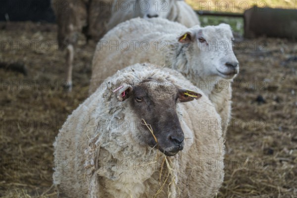 A sheep in the foreground chewing hay, others in the background in the barn, ramsdorf, münsterland, germany