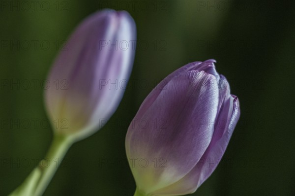 Two purple tulip blossoms in a close-up against a diffuse background, Weseke, Borken, Westphalia, Germany