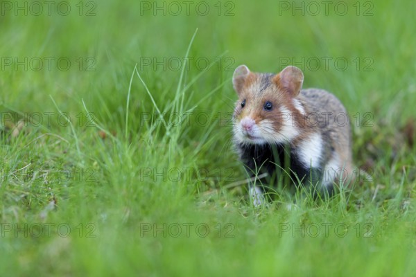 Field hamster, (Cricetus cricetus), animals, mammals, hamster, rodent, subfamily of hamsters, biotope, habitat, foraging, Franz-Josef-Spital, Vienna, Rudolfsheim-Fünfhaus, Vienna, Austria