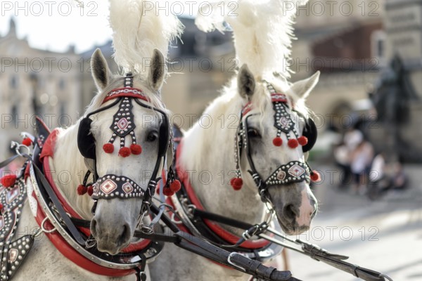 Horses with a carriage on the main square of Krakow in Poland