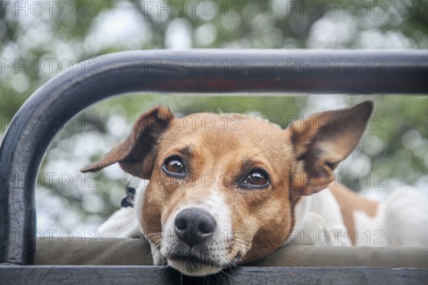 Jack russel starring at the camera while resting her head