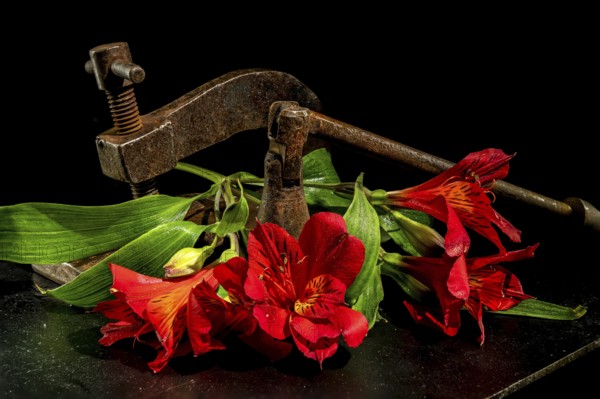 Creative still life with old rusty metal clamp and red Alstroemeria flower on a black background, Odessa, Ukraine