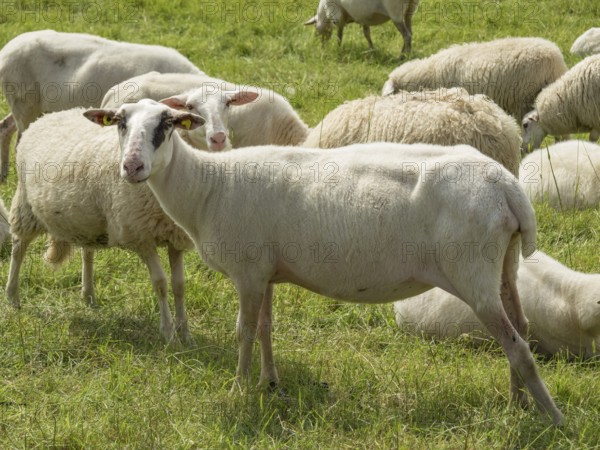 Sheep grazing on a summer meadow, some lying and others standing scattered, bislich, rhine, lower rhine, germany