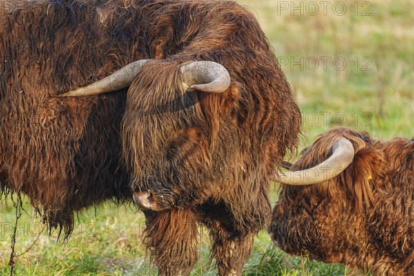 Two Highland cattle standing close to each other in the meadow, Velen, Münsterland, North Rhine-Westphalia, Germany