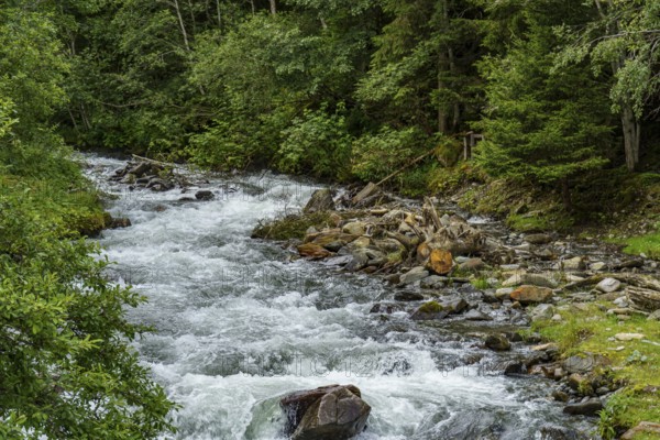 A river meanders through a dense forest with green vegetation, mittersill, hohe tauern, austria