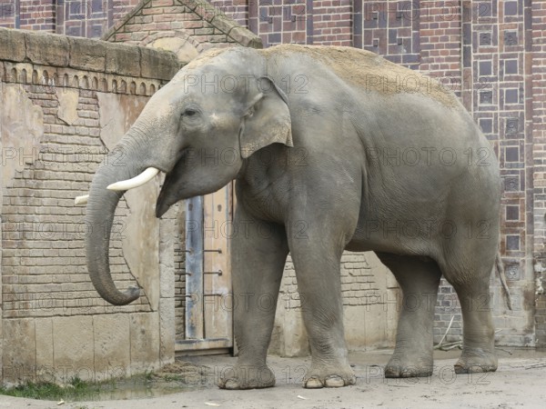 Asian elephant bull Voi Nam in the Ganesha Mandir elephant temple at Leipzig ZOO