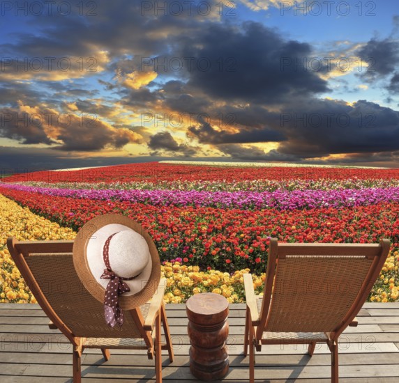 Spring blooming buttercups grow stripes of different colors. Two deck chairs on the platform are at the colorful flower fields. At one hanging elegant straw hat