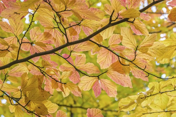 Persian ironwood (Parrotia persica), Treptower Park, Berlin, Berlin, Germany