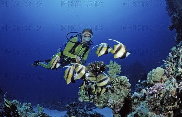 Diver and bannerfish, Red Sea bannerfish, Heniochus intermedius, Egypt, Sha'ab Marksur, Red Sea
