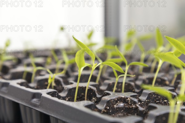 Pepper seedling transplants growing in a plastic tray. Sprouting pepper seedlings in propagator trays. Shallow depth of field. Coloring and processing photo