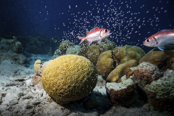 Korallenriff mit zwei Fischen und einer gelben Hirnkoralle in tiefem Wasser, A fish swims near vibrant brain coral in an underwater seascape, fish, tropical fish eating the spawn of a grooved brain coral, grooved brain coral spawning event, coral gametes, Bonaire, Caribbean, feeding Squirrelfish (Holocentrus adscensionis), massive spawning of grooved brain coral