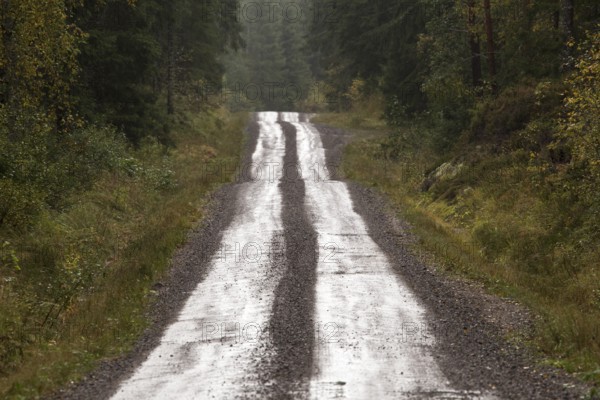 Gravel road through forest, Glaskogen Nature Reserve, Värmland, Sweden