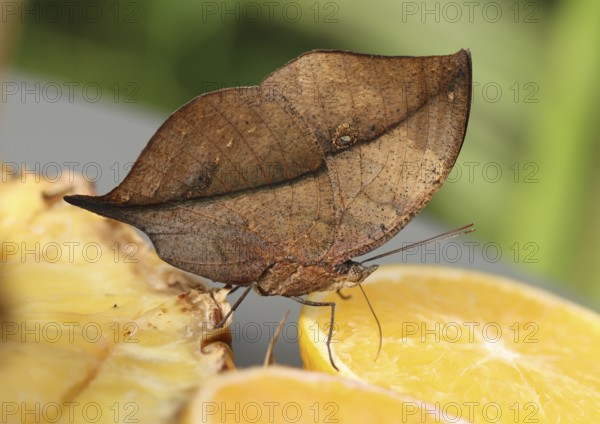 Indian leaf butterfly