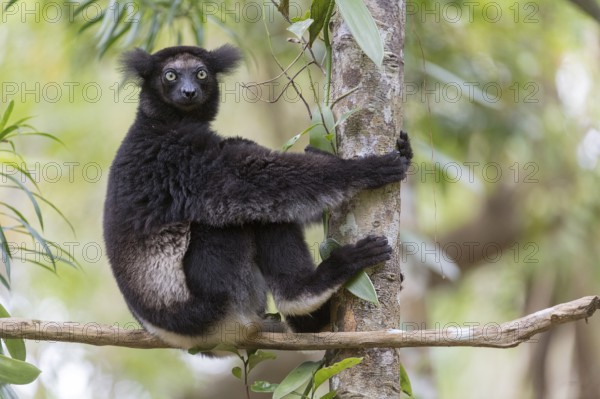 Black Indri (Indri indri) in the rainforest, Black Lemur, Palmarium Nature Reserve, Madagascar