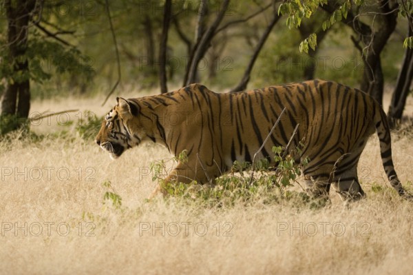 Tiger Panthera tigris, Ranthambore tiger reserve, Rajasthan, India