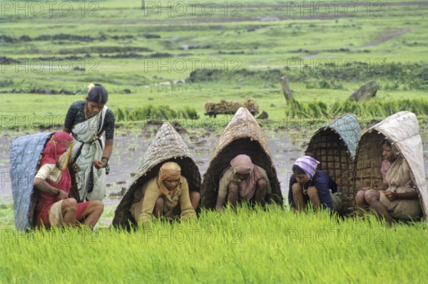 Farmers working in paddy field, Malshej, Maharashtra