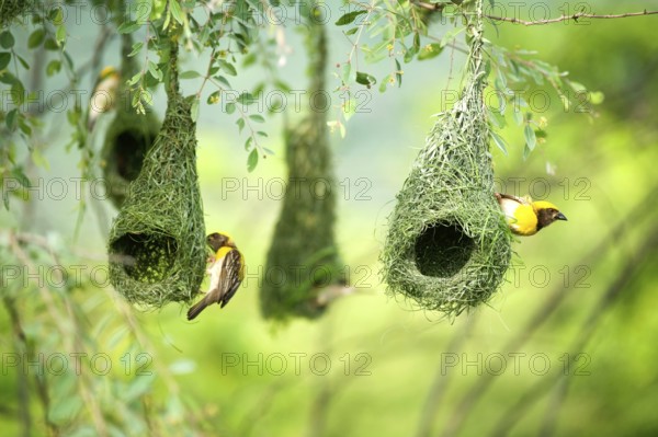 Baya weaver nest indian birds wild life india