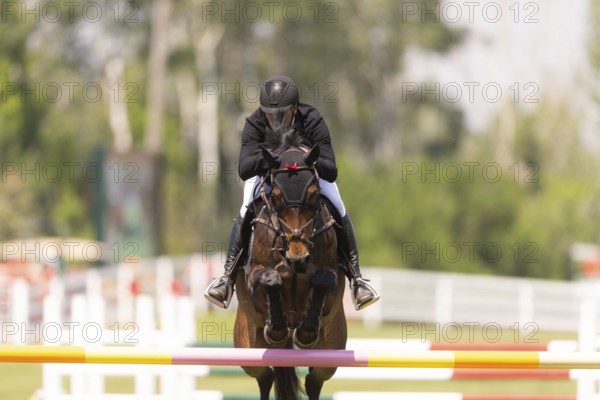 Kyle King of the United States and riding Odysseus, compete in the 1.60m Grand Prix during The Continental international competition at Spruce Meadows, in Calgary, Canada, North America