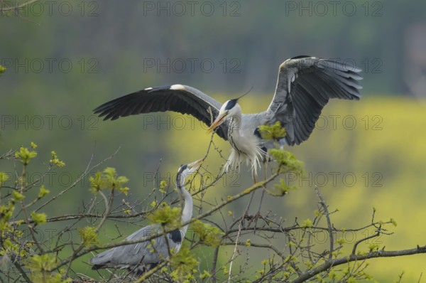 Grey heron (Ardea cinerea)