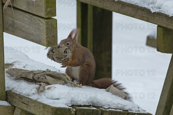 Squirrel (Sciurus vulgaris)