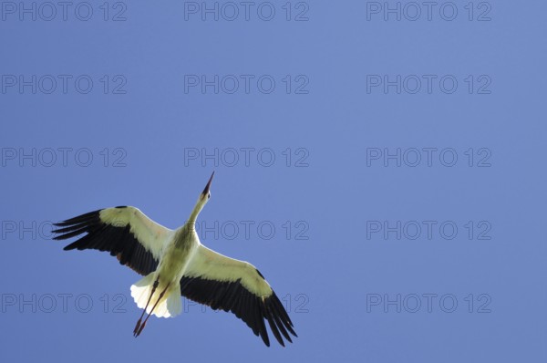 White stork (Ciconia ciconia)