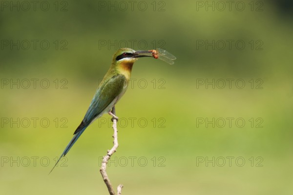 Birds, blue tailed bee eater merops philippinus, bangalore, karnataka, India