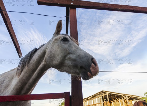 Horse head on a ranch close up