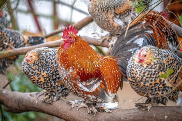 Group of cockerels (Gallus gallus domesticus) sitting on a tree branch with colourful plumage, Eisenberg, Thuringia, Germany