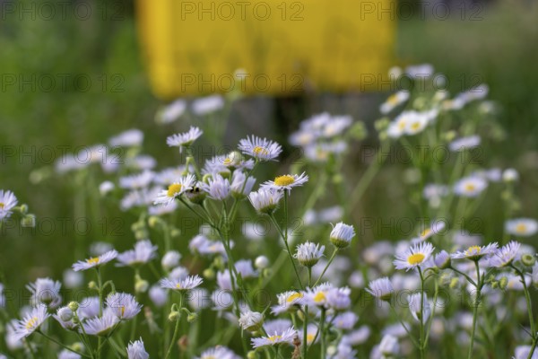 Closeup shot of camomile in the field on the sunny day
