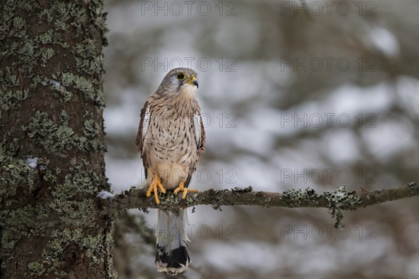 Kestrel, male, Falco tinnunculus, common kestrel, male