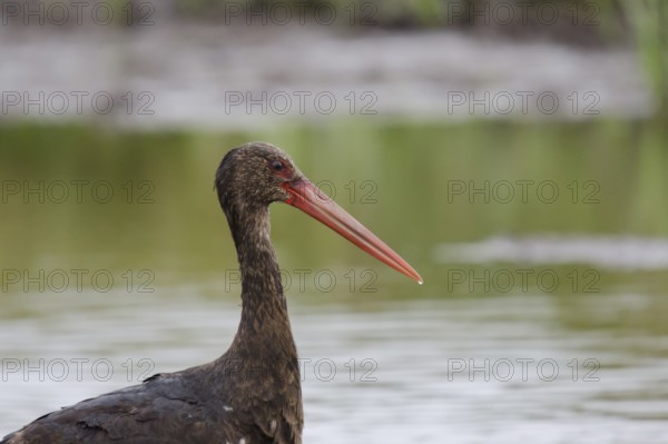 Young black stork (portrait)
