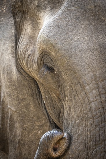 African elephant (Loxodonta africana) portrait, detail, close-up, Manyeleti Game Reserve, South Africa