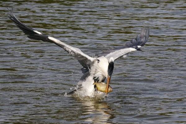 Cocoi Heron catches a piranha with its beak just over the water surface, wings spread, Pantanal Wetlands, Mato Grosso, Brazil