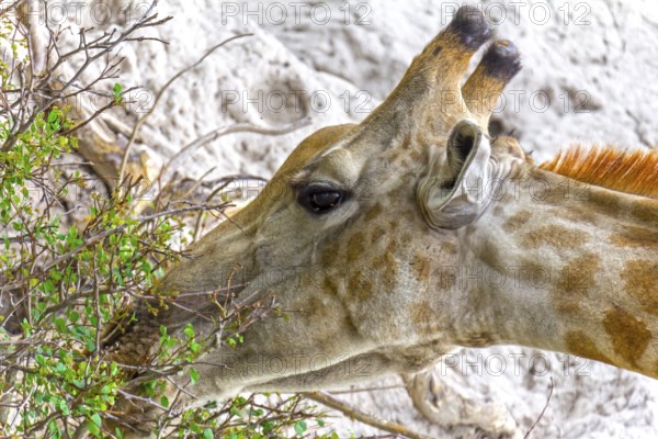 Giraffe