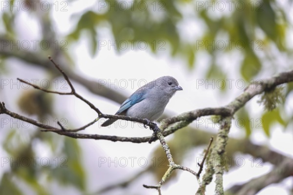 Small Sayaca tanager perched on a bare branch against defocused background, Serra da Mantiqueira, Atlantic Forest, Itatiaia, Brazil