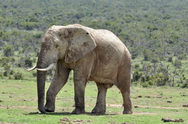 An African Elephant in the Eastern Cape, South Africa