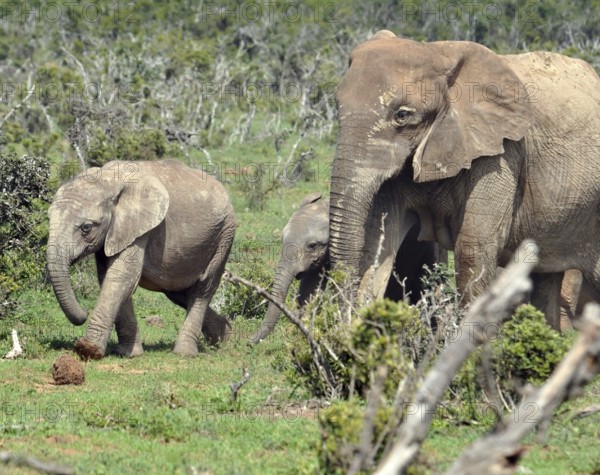 A female African Elephant with calf in the Addo Elephant Park, South Africa