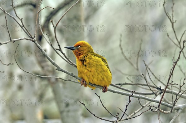 Cape Weaver, Ploceus capensis, a resident breeding bird species endemic to South Africa building a nest