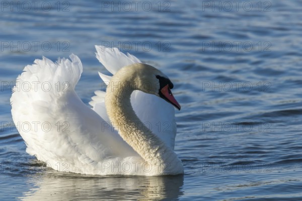 Male Mute Swan Swimming