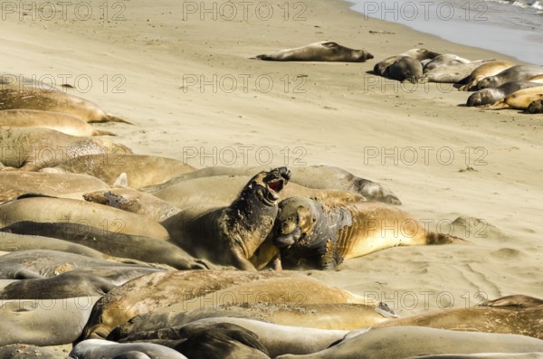 Elephant seals fighting on the beach in the middle of a large colony