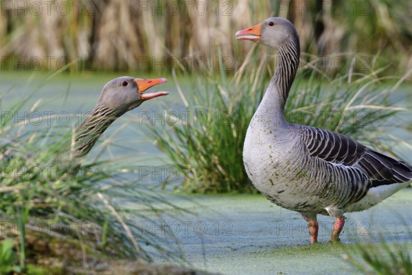 Greylag in the morning sun in a lake. Greylag goose in spring during mating