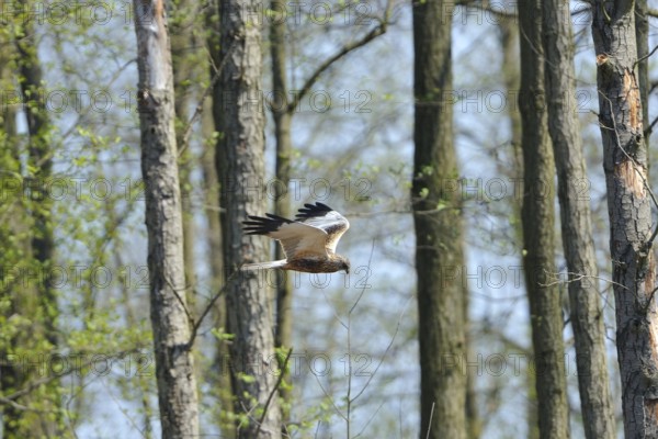 Marsh harrier on the prowl.western marsh-harrier (Circus aeruginosus), male in flight, Western Marsh Harrier in fly