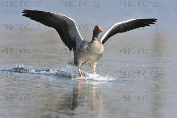 Flying Greylag Goose in Upper Lusatia.landing grey goose in Upper Lusatia
