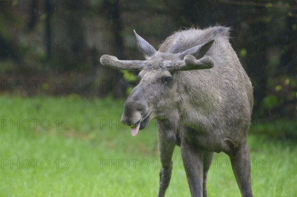 Male moose in a meadow