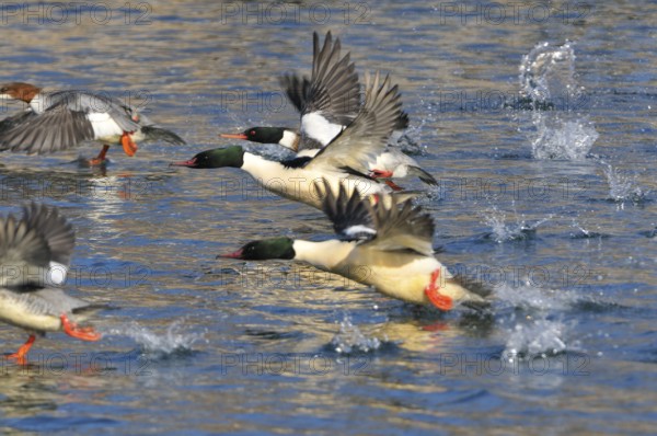 Red-breasted merganser and Common merganser in Saxon in winter. Goosander and Common Merganser as winter guests in the Upper Alusitz