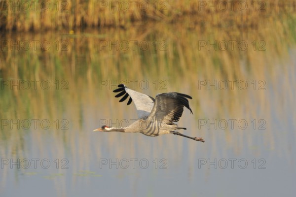 Common Crane in the Oberlausitz.grey crane in flight