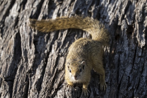 Tree squirrel, African bush squirrel (Paraxerus cepapi), Moremi Game Reserve, Okavango Delta, Maun, Botswana