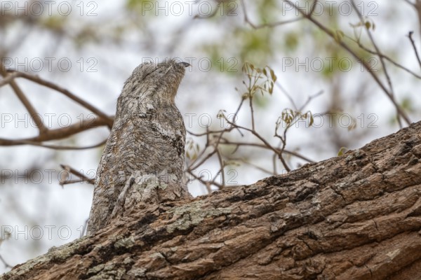 Giant day dormouse (Nyctibius grandis), Pantanal, inland, wetland, UNESCO Biosphere Reserve, World Heritage Site, wetland biotope, Mato Grosso, Brazil