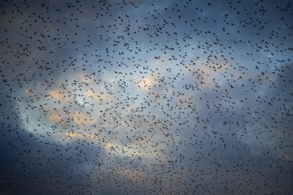 Starlings (Sturnus vulgaris) gather in huge flocks at dusk, Aventoft, Schleswig-Holstein, Germany
